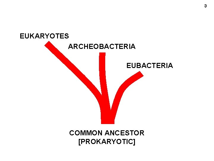 3 EUKARYOTES ARCHEOBACTERIA EUBACTERIA COMMON ANCESTOR [PROKARYOTIC] 