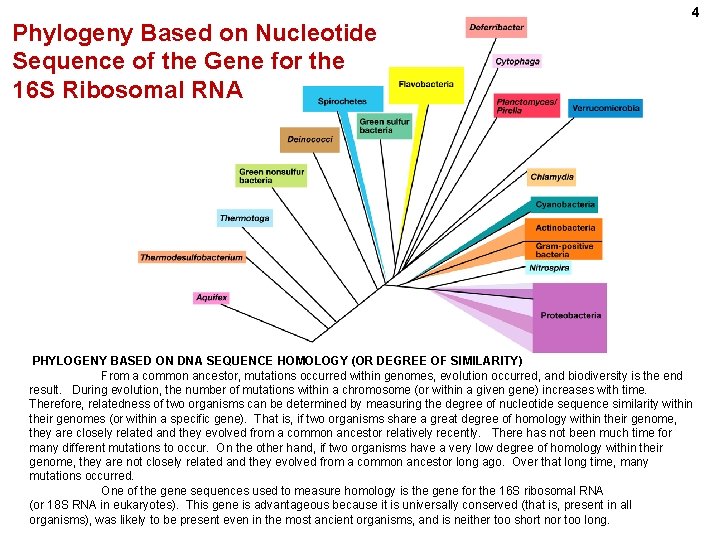 Phylogeny Based on Nucleotide Sequence of the Gene for the 16 S Ribosomal RNA