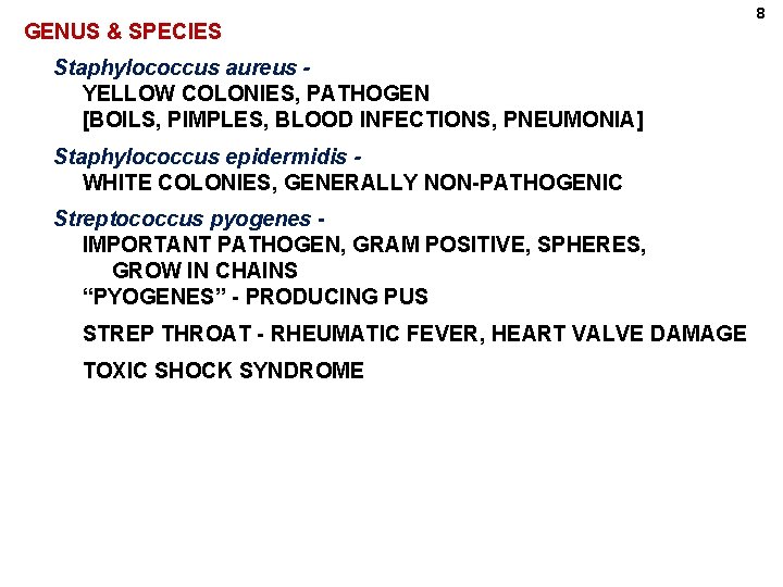 GENUS & SPECIES Staphylococcus aureus YELLOW COLONIES, PATHOGEN [BOILS, PIMPLES, BLOOD INFECTIONS, PNEUMONIA] Staphylococcus