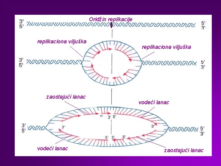 Oridžin replikacije replikaciona viljuška zaostajući lanac vodeći lanac replikaciona viljuška vodeći lanac zaostajući lanac