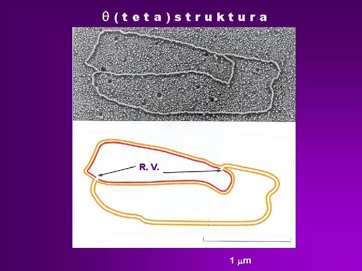 q(teta)struktura R. V. 1 mm 