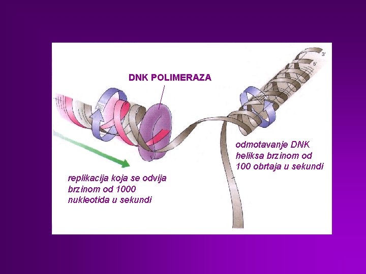 DNK POLIMERAZA odmotavanje DNK heliksa brzinom od 100 obrtaja u sekundi replikacija koja se