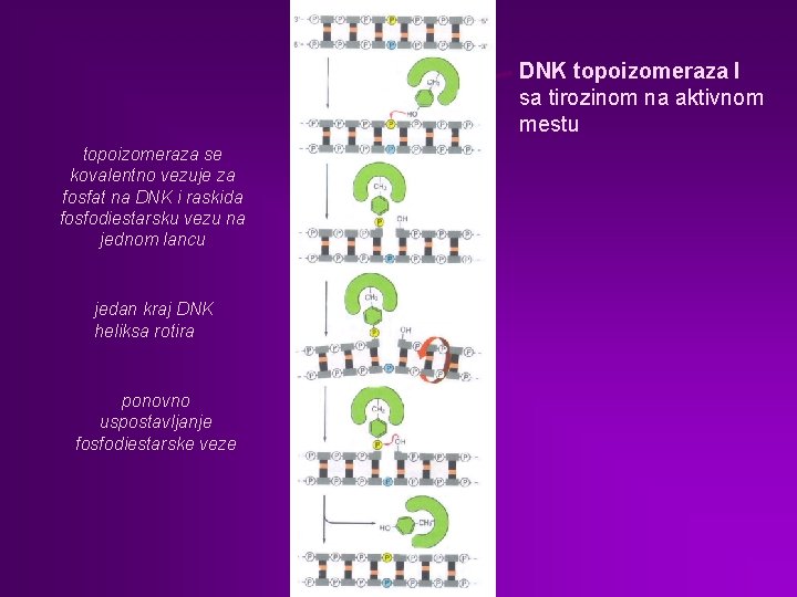 DNK topoizomeraza I sa tirozinom na aktivnom mestu topoizomeraza se kovalentno vezuje za fosfat