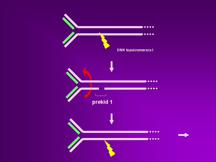 DNK topoizomeraza I prekid 1 