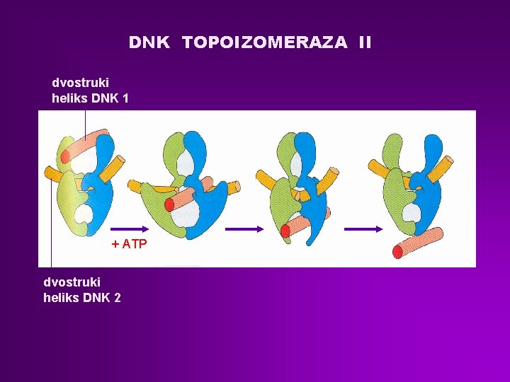 DNK TOPOIZOMERAZA II dvostruki heliks DNK 1 + ATP dvostruki heliks DNK 2 