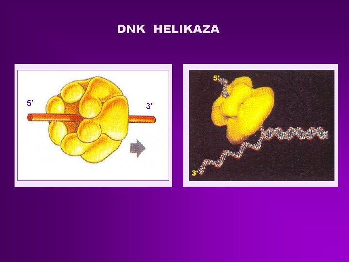 DNK HELIKAZA 5’ 3’ 