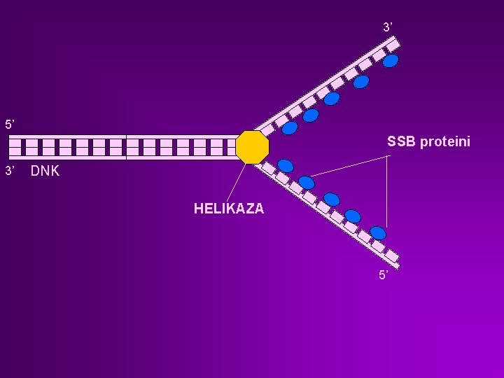 3’ 5’ SSB proteini 3’ DNK HELIKAZA 5’ 