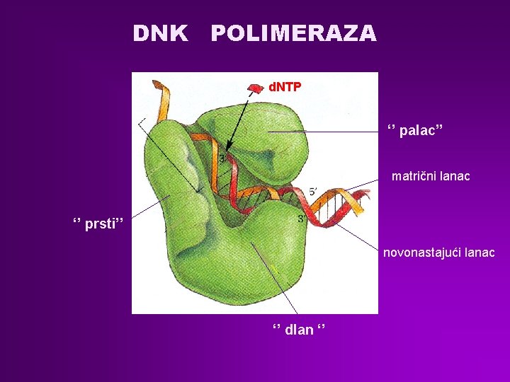 DNK POLIMERAZA d. NTP ‘’ palac’’ matrični lanac ‘’ prsti’’ novonastajući lanac ‘’ dlan