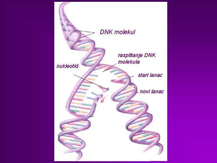 DNK molekul nukleotid rasplitanje DNK molekula stari lanac novi lanac 