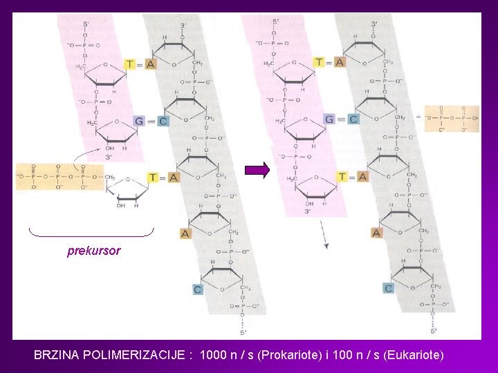 prekursor BRZINA POLIMERIZACIJE : 1000 n / s (Prokariote) i 100 n / s