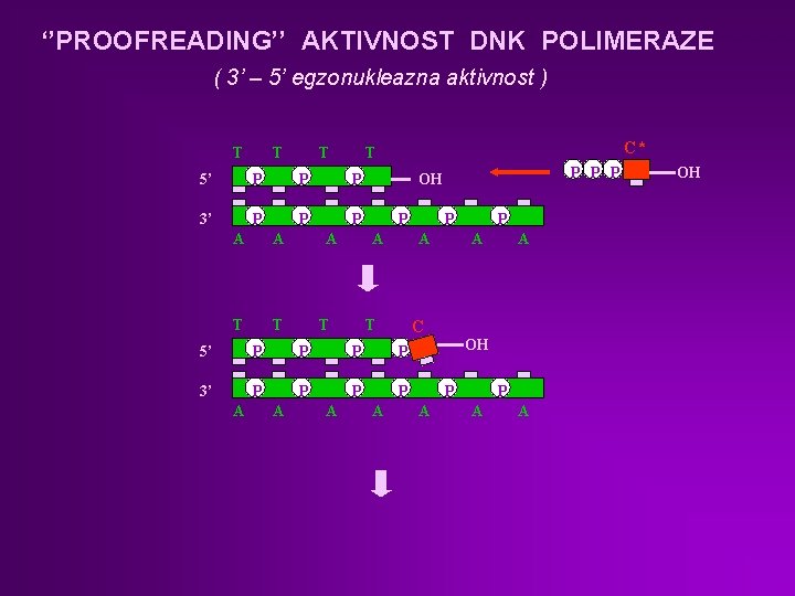 ‘’PROOFREADING’’ AKTIVNOST DNK POLIMERAZE ( 3’ – 5’ egzonukleazna aktivnost ) T T T