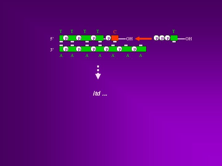 T T 5’ P P P 3’ P P P A A A T