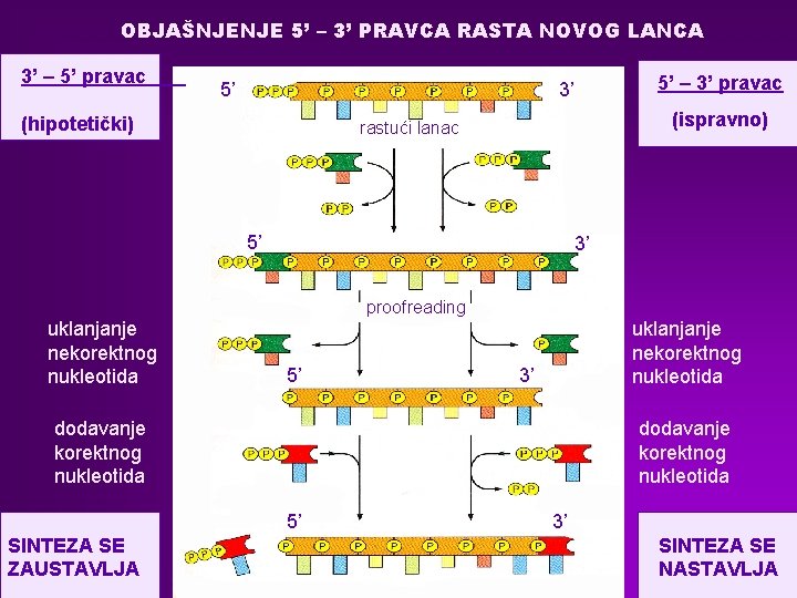 OBJAŠNJENJE 5’ – 3’ PRAVCA RASTA NOVOG LANCA 3’ – 5’ pravac 5’ 3’