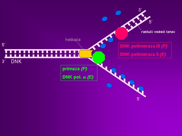 3’ 5’ rastući vodeći lanac helikaza 5’ DNK polimeraza III (P) DNK polimeraza d