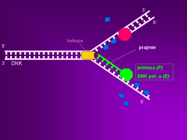 3’ 5’ helikaza 5’ 3’ prajmer DNK primaza (P) DNK pol. a (E) 5’
