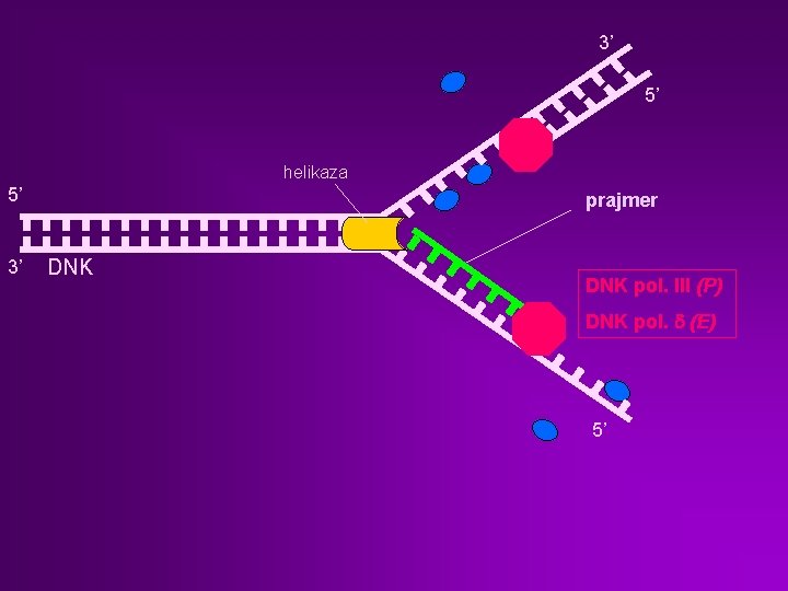 3’ 5’ helikaza 5’ 3’ prajmer DNK pol. III (P) DNK pol. d (E)