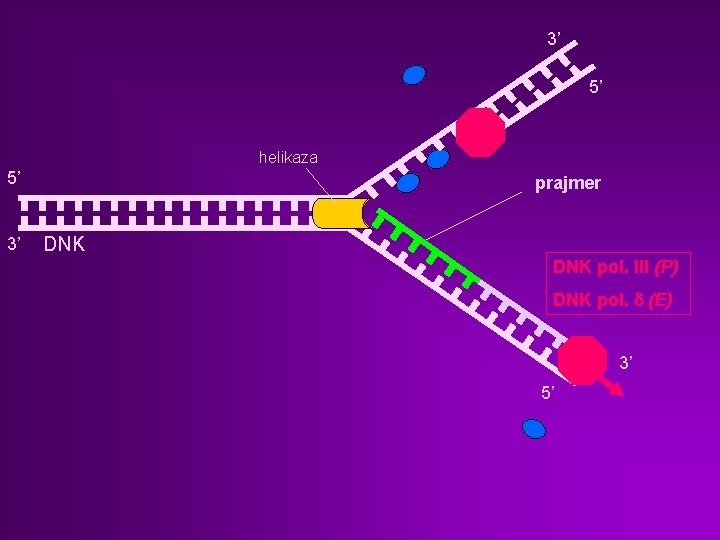 3’ 5’ helikaza 5’ 3’ prajmer DNK pol. III (P) DNK pol. d (E)