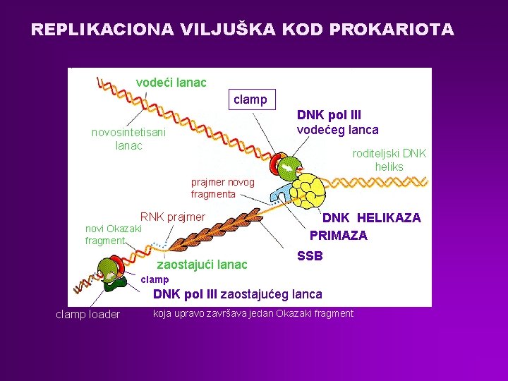 REPLIKACIONA VILJUŠKA KOD PROKARIOTA vodeći lanac clamp DNK pol III vodećeg lanca novosintetisani lanac