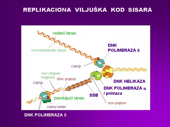 REPLIKACIONA VILJUŠKA KOD SISARA vodeći lanac DNK POLIMERAZA d novosintetisani lanac clamp novi Okazaki