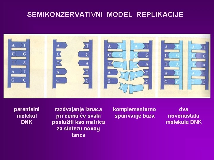 SEMIKONZERVATIVNI MODEL REPLIKACIJE parentalni molekul DNK razdvajanje lanaca pri čemu će svaki poslužiti kao