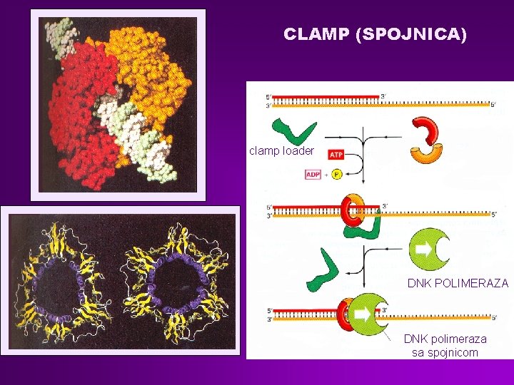 CLAMP (SPOJNICA) clamp loader DNK POLIMERAZA DNK polimeraza sa spojnicom 