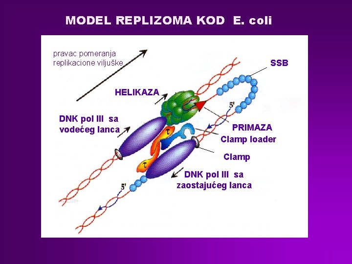 MODEL REPLIZOMA KOD E. coli pravac pomeranja replikacione viljuške SSB HELIKAZA DNK pol III