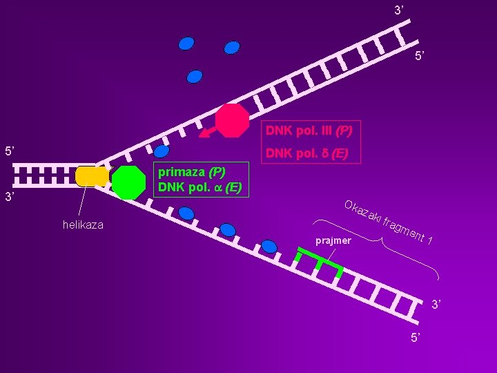 3’ 5’ DNK pol. III (P) 5’ DNK pol. d (E) primaza (P) DNK