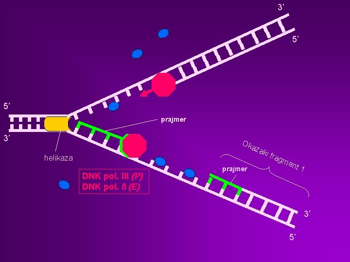 3’ 5’ 5’ prajmer 3’ Ok aza k helikaza DNK pol. III (P) DNK
