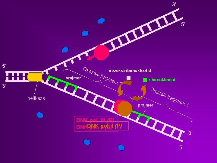 3’ 5’ 5’ Oka z prajmer 3’ aki frag dezoksiribonukleotid me nt 2 ribonukleotid