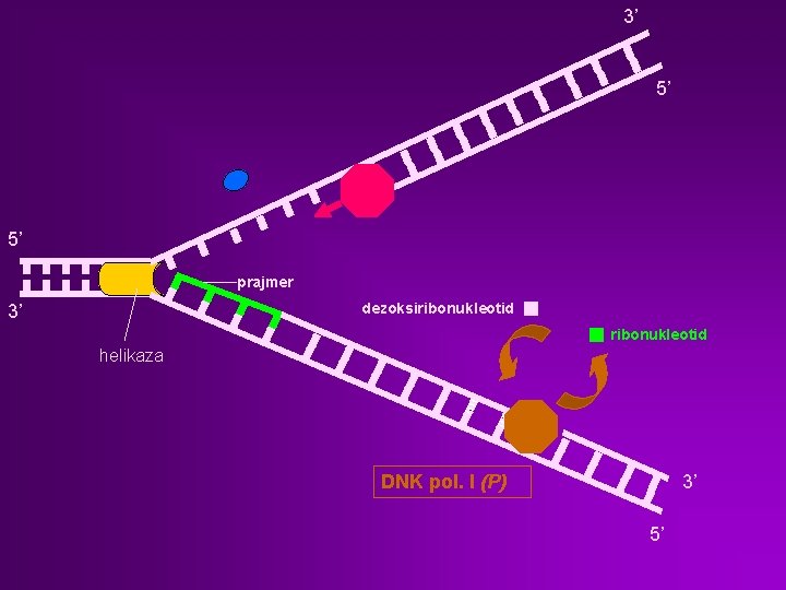 3’ 5’ 5’ prajmer dezoksiribonukleotid 3’ ribonukleotid helikaza DNK pol. I (P) 3’ 5’