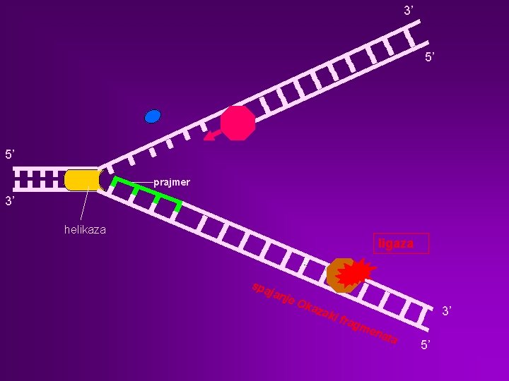 3’ 5’ 5’ prajmer 3’ helikaza ligaza spa jan je O kaz aki f