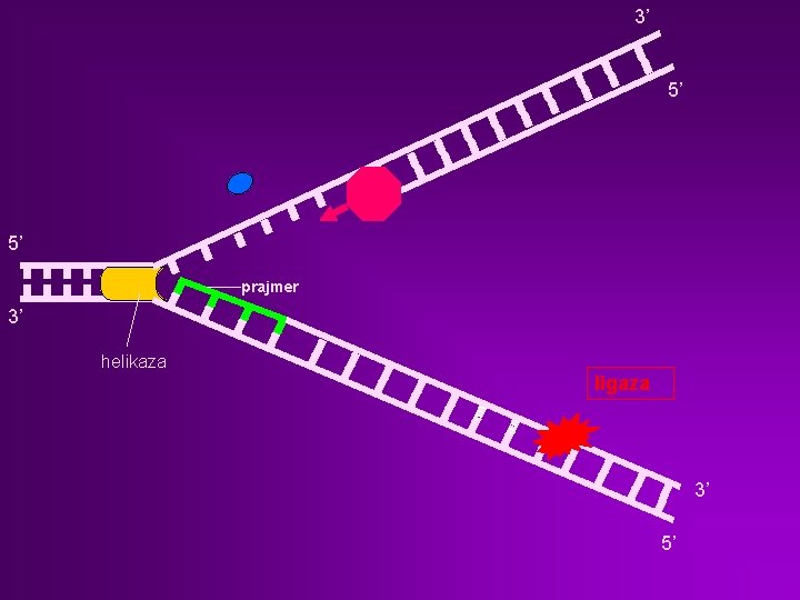 3’ 5’ 5’ prajmer 3’ helikaza ligaza 3’ 5’ 