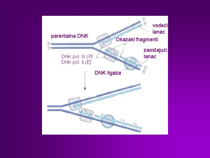 parentalna DNK vodeći lanac Okazaki fragmenti zaostajući lanac DNK pol. III (P) DNK pol.