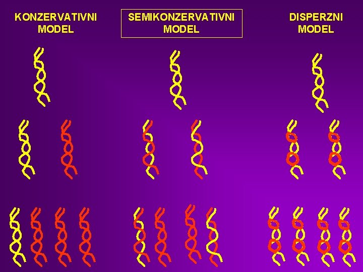 KONZERVATIVNI MODEL SEMIKONZERVATIVNI MODEL DISPERZNI MODEL 