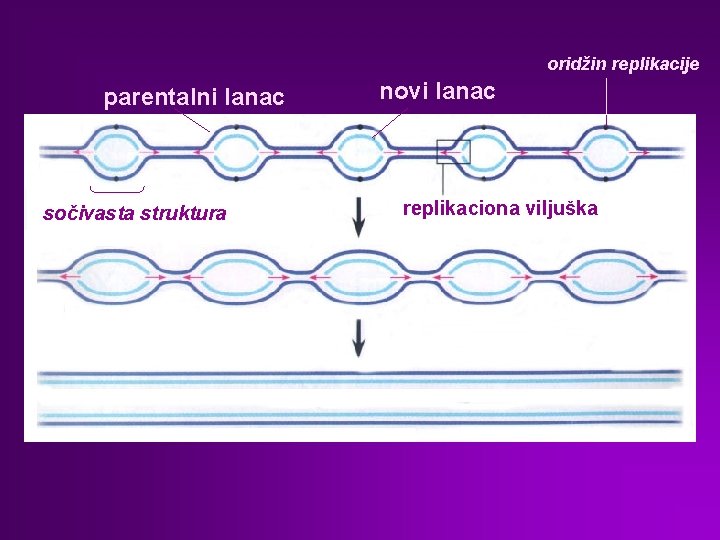 oridžin replikacije parentalni lanac sočivasta struktura novi lanac replikaciona viljuška 