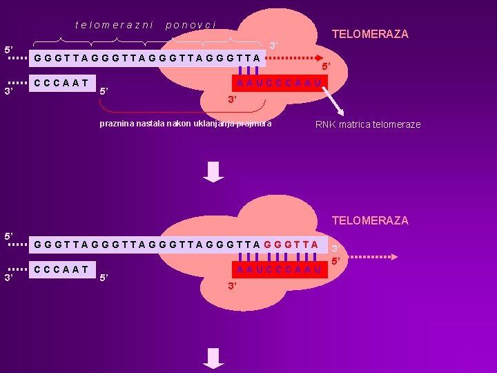 telomerazni 5’ 3’ ponovci TELOMERAZA 3’ GGGTTAGGGTTA CCCAAT 5’ 5’ AAUCCCAAU 3’ praznina nastala