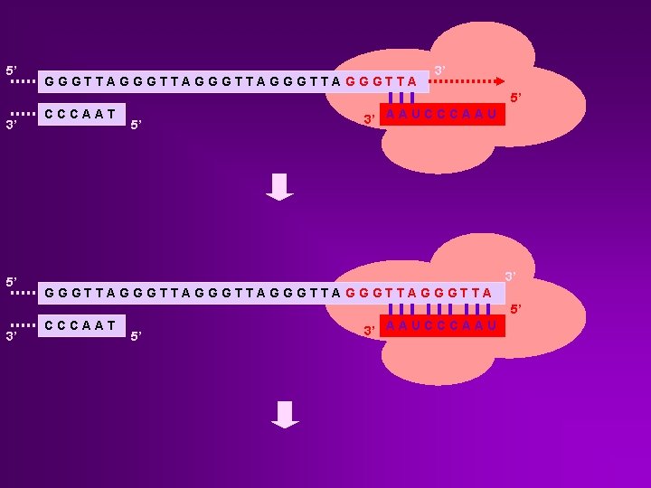 5’ GGGTTAGGGTTAGGGTTA 3’ 5’ CCCAAT 5’ 3’ A A U C C C A