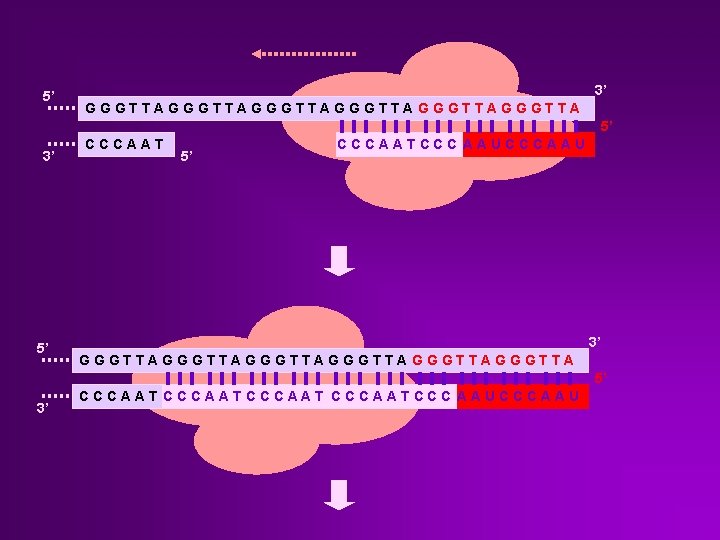 5’ 3’ GGGTTAGGGTTAGGGTTA 5’ 3’ 5’ CCCAATCCC AAUCCCAAU 3’ GGGTTAGGGTTAGGGTTA 5’ 3’ CCCAATCCCAATCCC AAUCCCAAU