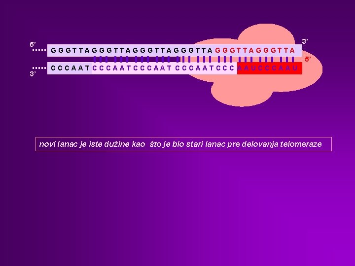 5’ 3’ GGGTTAGGGTTAGGGTTA 5’ 3’ CCCAATCCCAATCCC AAUCCCAAU novi lanac je iste dužine kao što