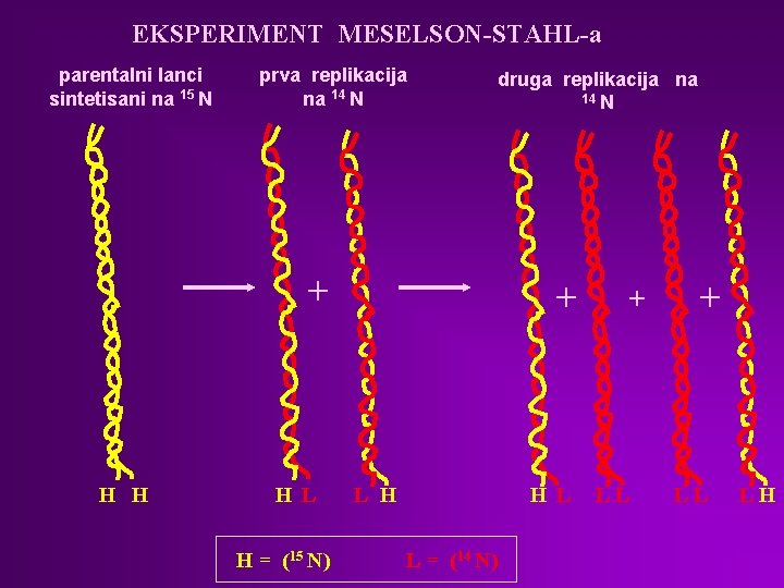 EKSPERIMENT MESELSON-STAHL-a parentalni lanci sintetisani na 15 N prva replikacija na 14 N druga