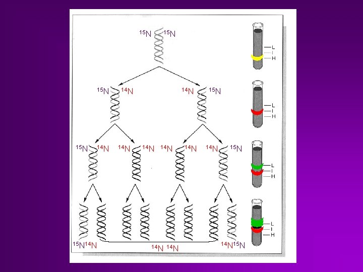 15 N 15 N 14 N 14 N 14 N 14 N 15 N