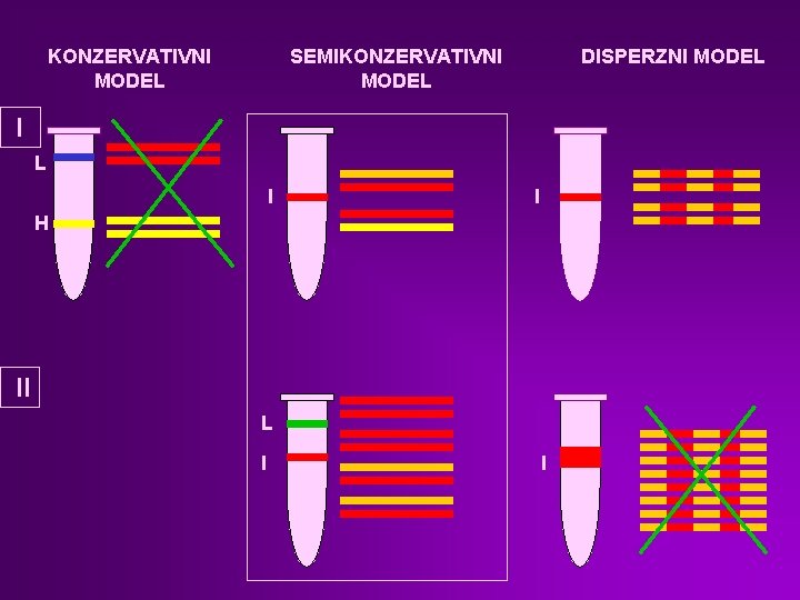 KONZERVATIVNI MODEL SEMIKONZERVATIVNI MODEL DISPERZNI MODEL I I H II L I I 