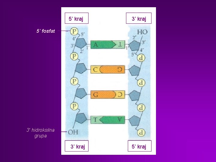5’ kraj 3’ kraj 5’ fosfat 3’ hidroksilna grupa 3’ kraj 5’ kraj 