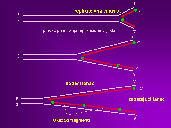 3’ 5’ 5’ replikaciona viljuška 3’ 3’ pravac pomeranja replikacione viljuške 5’ 3’ 5’
