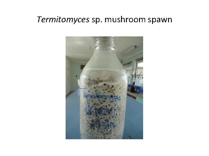 Termitomyces sp. mushroom spawn 