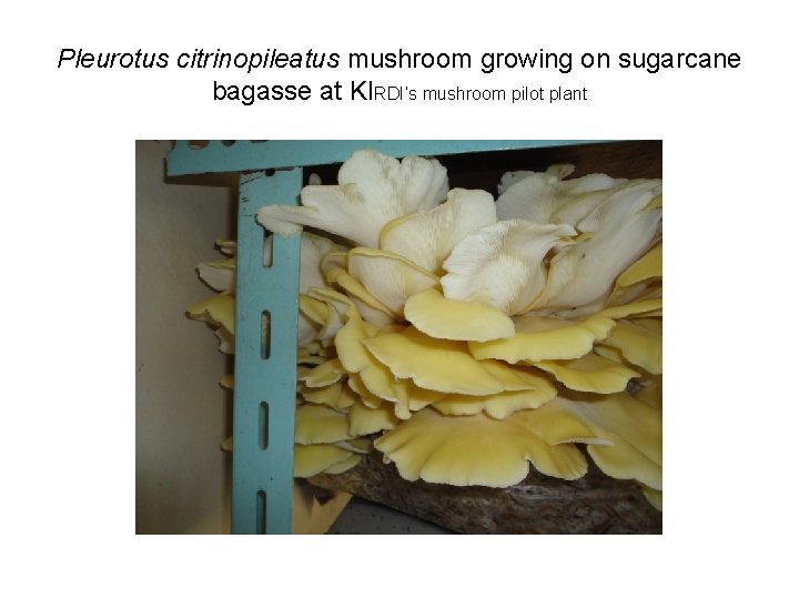 Pleurotus citrinopileatus mushroom growing on sugarcane bagasse at KIRDI’s mushroom pilot plant 