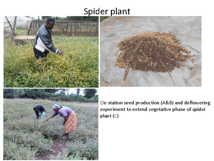 Spider plant On station seed production (A&B) and deflowering experiment to extend vegetative phase