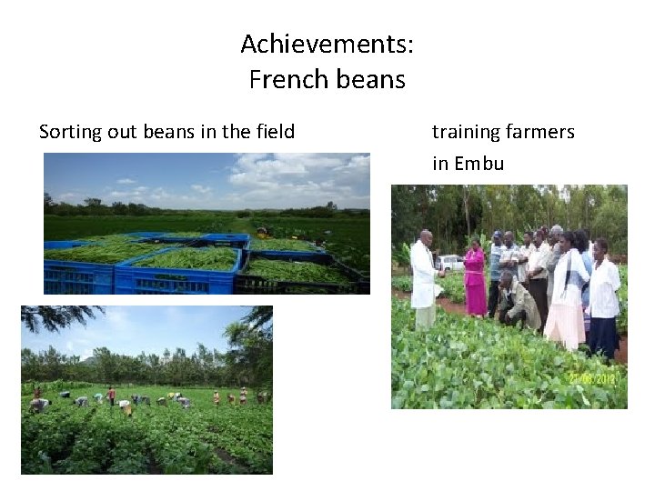 Achievements: French beans Sorting out beans in the field training farmers in Embu 