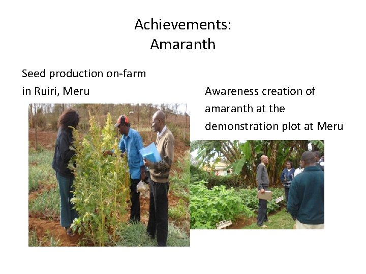 Achievements: Amaranth Seed production on-farm in Ruiri, Meru Awareness creation of amaranth at the