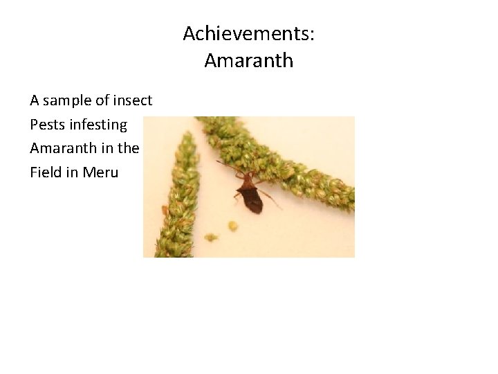 Achievements: Amaranth A sample of insect Pests infesting Amaranth in the Field in Meru